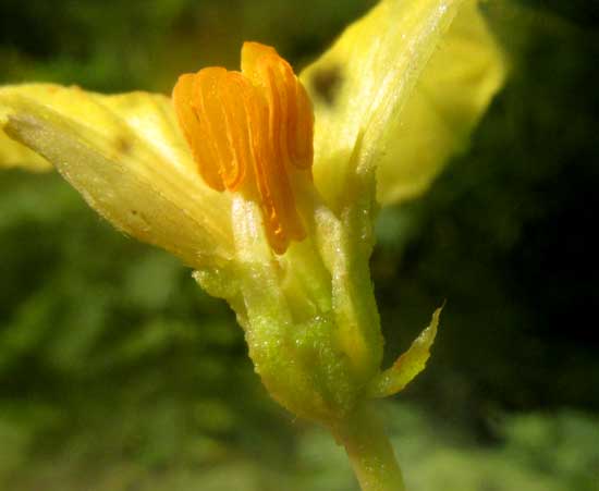 Balsam Apple, MOMORDICA BALSAMINA, male flower longitudinal section
