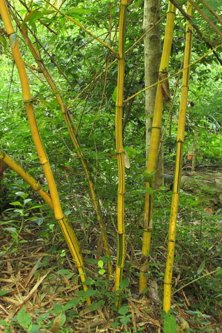 Yellow Groove Bamboo, PHYLLOSTACHYS AUREOSULCATA 'SPECTABILIS', culms