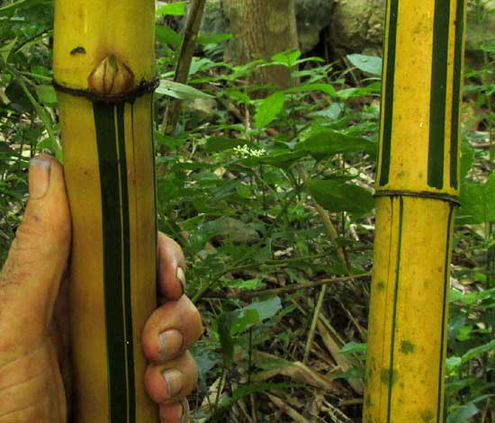 Yellow Groove Bamboo, PHYLLOSTACHYS AUREOSULCATA 'SPECTABILIS', culms with hand for scale