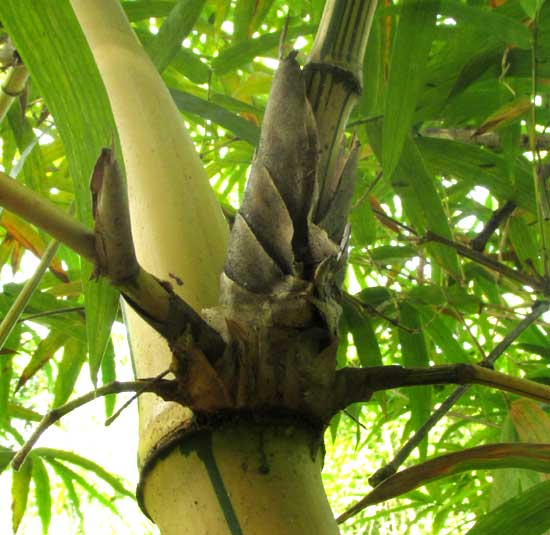 Yellow Groove Bamboo, PHYLLOSTACHYS AUREOSULCATA 'SPECTABILIS', branching at internode