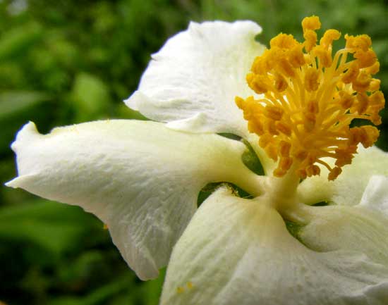 HAMPEA TRILOBATA, male flower