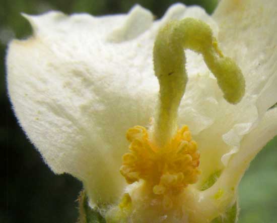 HAMPEA TRILOBATA, female flower