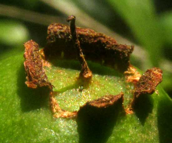 Psidium sartorianum, leathery sepals atop fruit