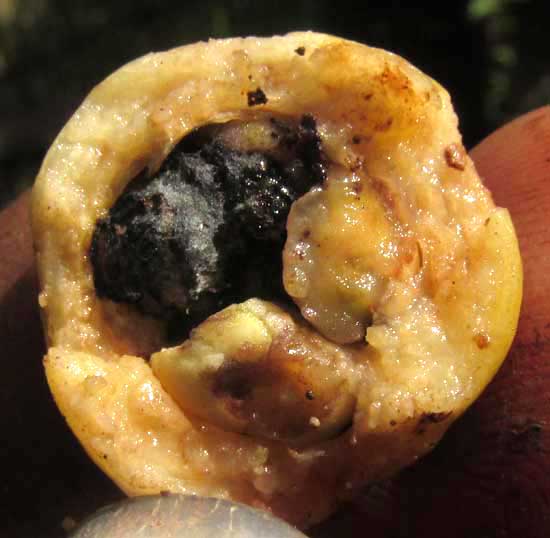Psidium sartorianum, wormy fruit