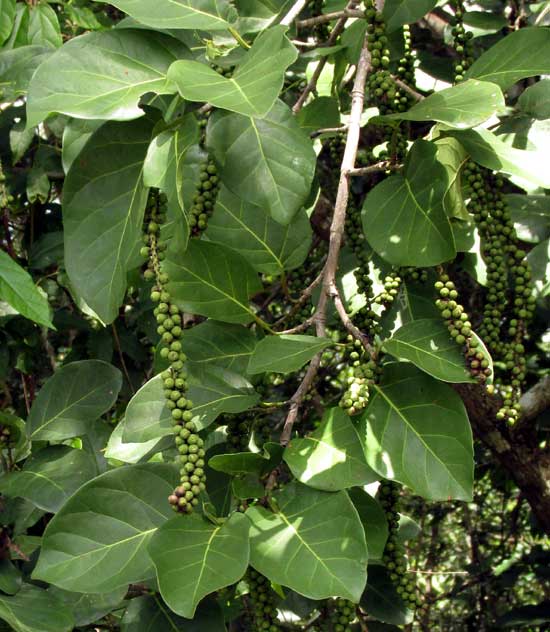 COCCOLOBA SPICATA, fruits & leaves