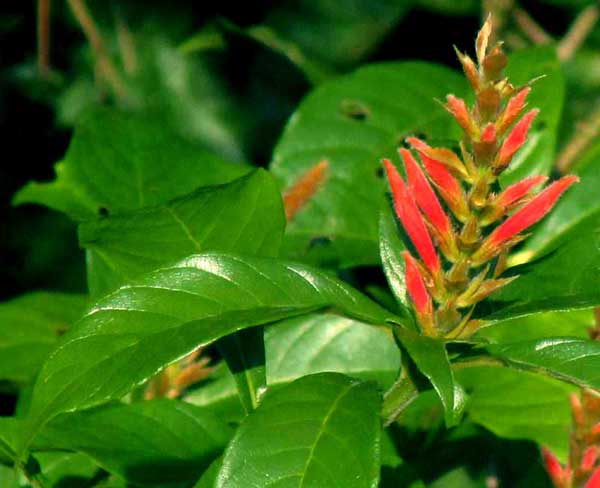 Aphelandra scabra, leaves and flowers