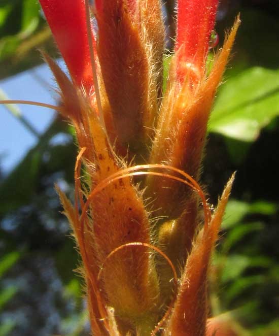 Aphelandra scabra, inflorescence bracts and styles