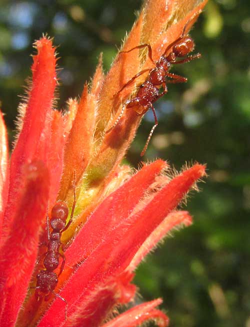 Aphelandra scabra, ants at nectaries