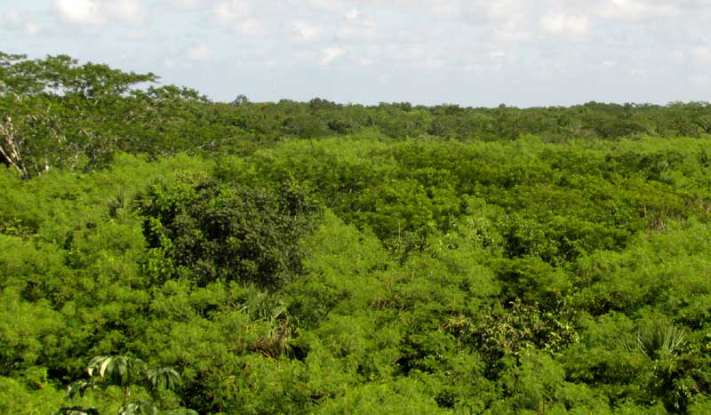 LEUCAENA LEUCOCEPHALA dominating growth in young forest