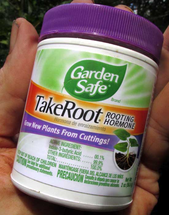 container of rooting hormone
