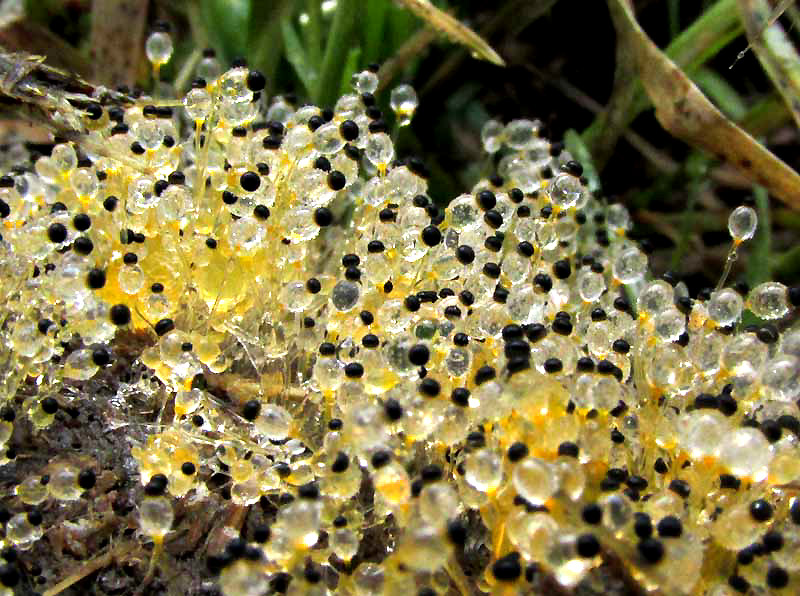 slime mold fruiting bodies on horse manure