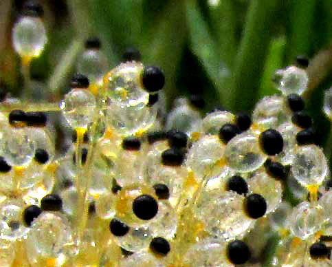slime mold fruiting bodies on horse manure, close-up
