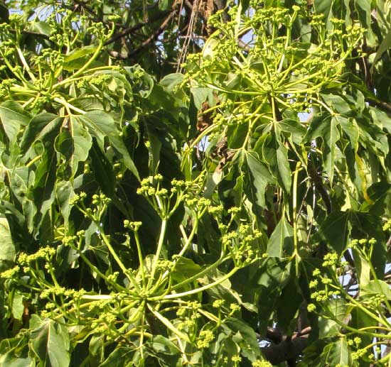 Helicopter Tree, GYROCARPUS JATROPHIFOLIUS, inforescences with leaves