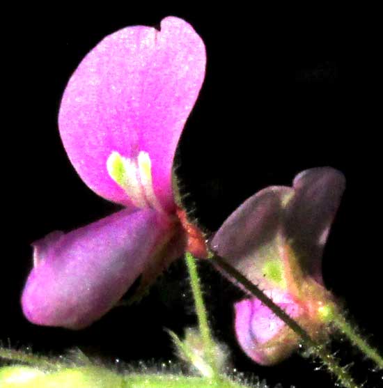 Tick Trefoil, DESMODIUM DISTORTUM, flower