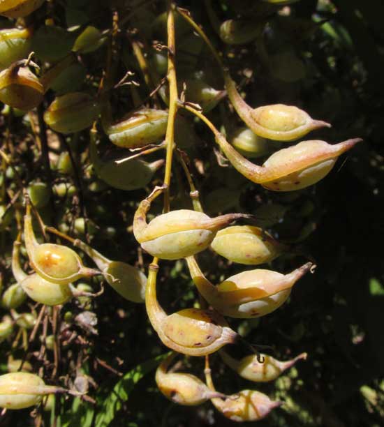 Tree Poppy, BOCCONIA ARBOREA, capsules