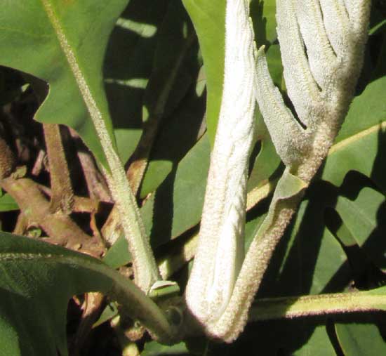 Tree Poppy, BOCCONIA ARBOREA, leaf bases