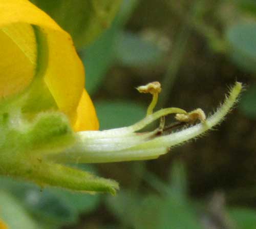 CHAETOCALYX SCANDENS var. PUBESCENS, flower showing  stamens and style