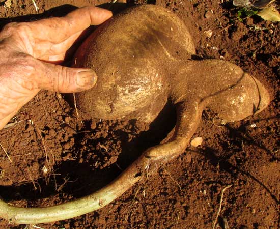 Jícama, or Yam Bean, PACHYRRHIZUS EROSUS, tuber in ground
