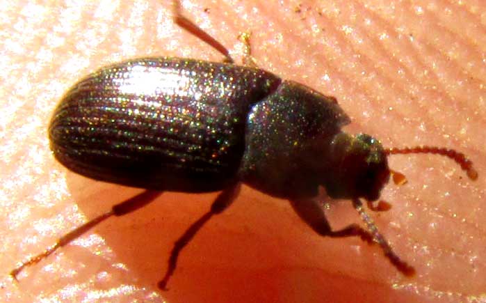 Darkling Beetle, genus BLAPSTINUS