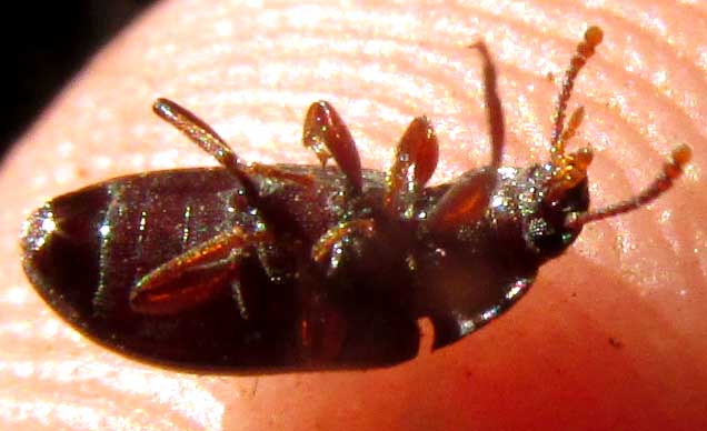 Darkling Beetle, genus BLAPSTINUS, bottom view