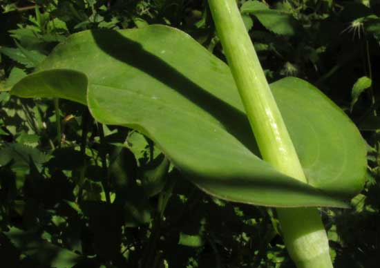 TRIPOGANDRA AMPLEXICAULIS, leaf base
