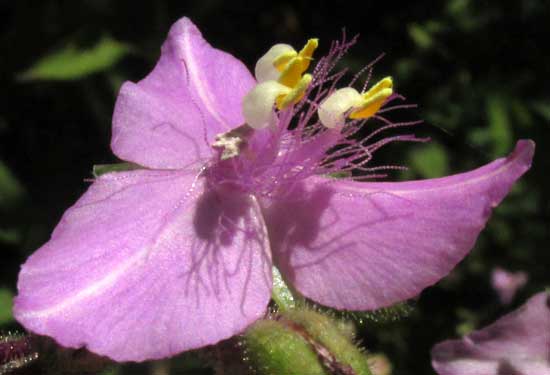 TRIPOGANDRA AMPLEXICAULIS, flower