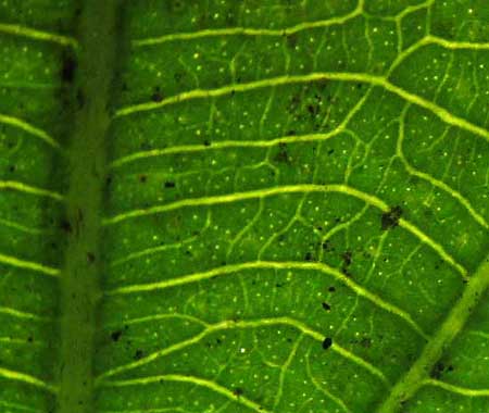 Brush Holly, XYLOSMA FLEXUOSA, pellucid dots in leaf