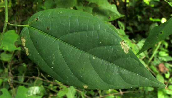 AYENIA ACULEATA, leaf