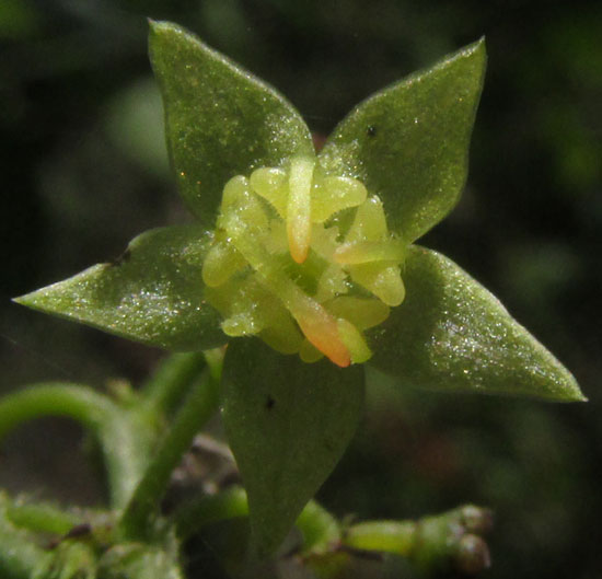 AYENIA ACULEATA, flower from front