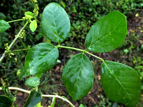 Nissolia fruticosa var. fruticosa, leaves