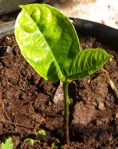 Jackfruit, ARTOCARPUS HETEROPHYLLUS, seedling
