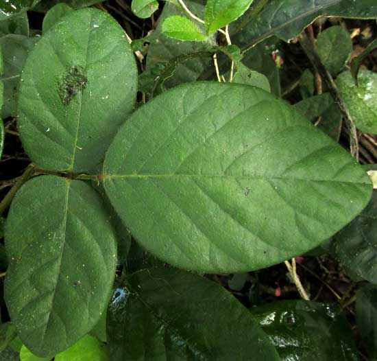 DESMODIUM AFFINE, leaf