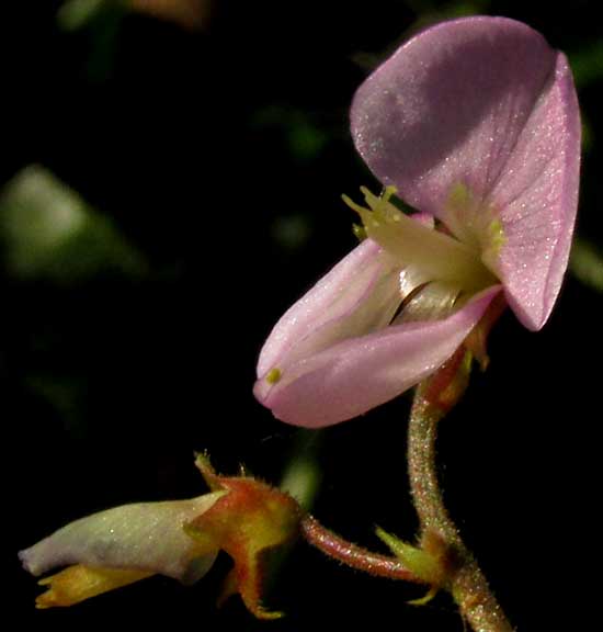 DESMODIUM AFFINE, flower showing stamens