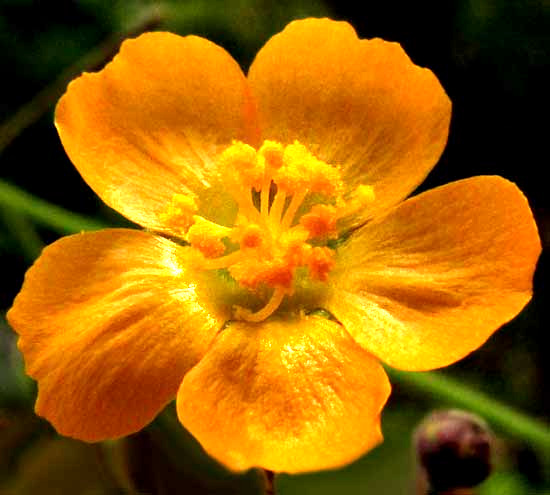 Big Yellow Velvetleaf, WISSADULA AMPLISSIMA, flower