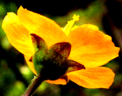 Big Yellow Velvetleaf, WISSADULA AMPLISSIMA, alyx