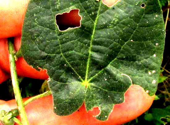 Big Yellow Velvetleaf, WISSADULA AMPLISSIMA, leaf base