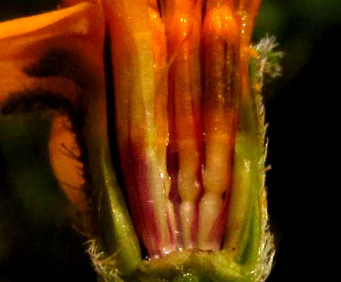 ALDAMA DENTATA, flowering head section showing disc flowers and paleae