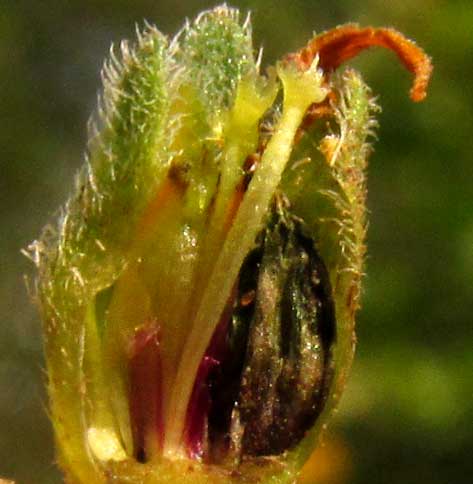 ALDAMA DENTATA, mature flowering head section showing black cypsela
