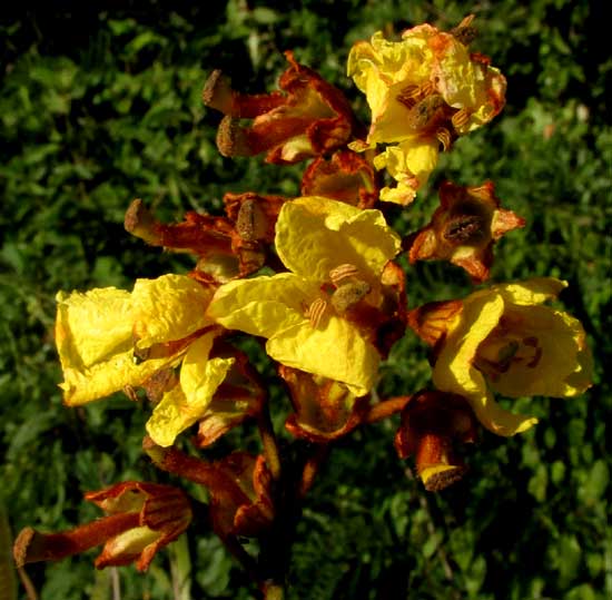 BAUHINIA HERRERAE, flowering head