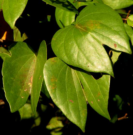 BAUHINIA HERRERAE, leaves