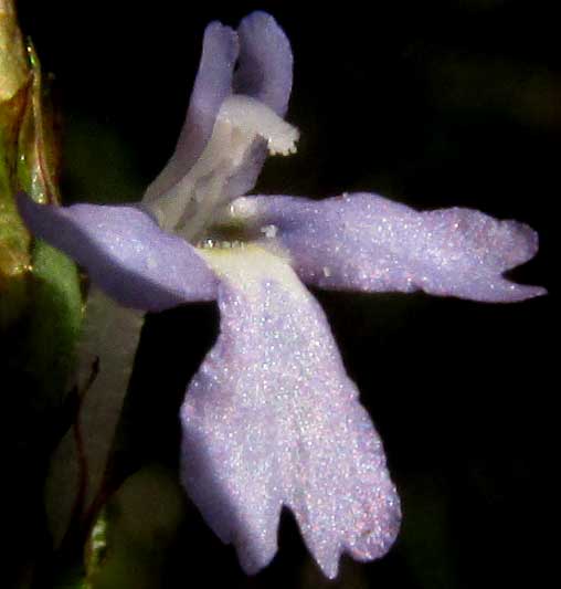 Purple Scalystem, ELYTRARIA IMBRICATA, flower from front