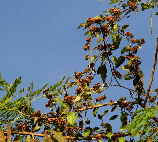 JACQUEMONTIA NODIFLORA, fruit clusters in top of tree