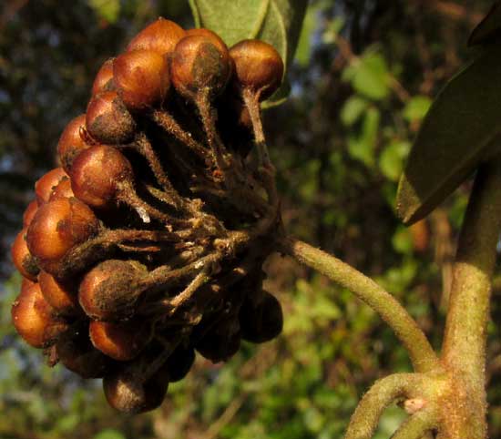 JACQUEMONTIA NODIFLORA, fruit cluster seen from side