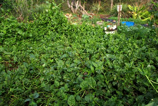 Climbing Spinach as Living Mulch in Tropical Dry Season Garden