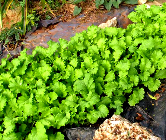 Southern Giant Mustard, BRASSICA JUNCEA, planted as living mulch