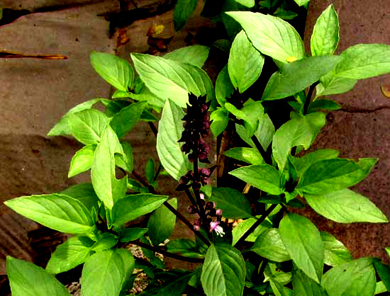 Thai Basil, Ocimum basilicum var. thyrsiflorum