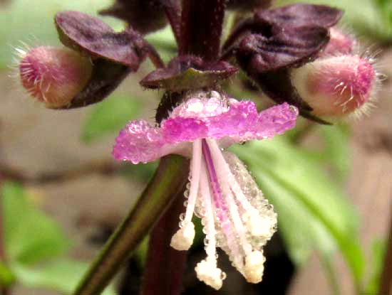 Thai Basil, Ocimum basilicum var. thyrsiflorum, flower