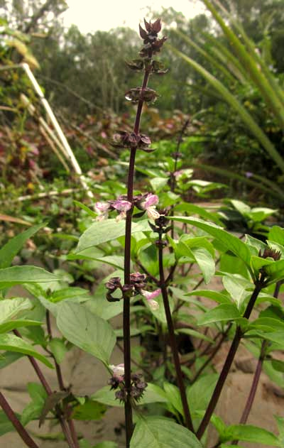 Thai Basil, Ocimum basilicum var. thyrsiflorum, inflorescence