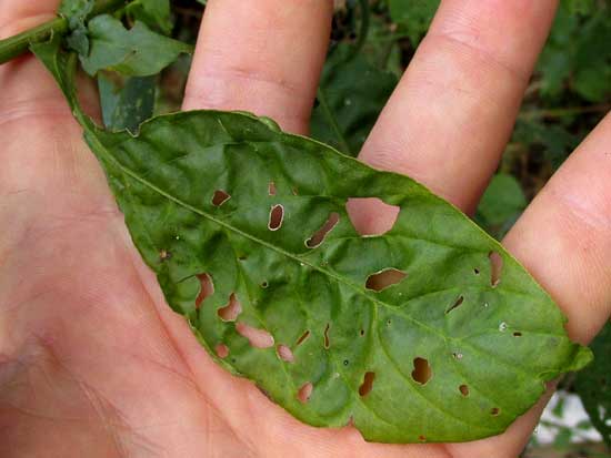 CELOSIA VIRGATA, leaf