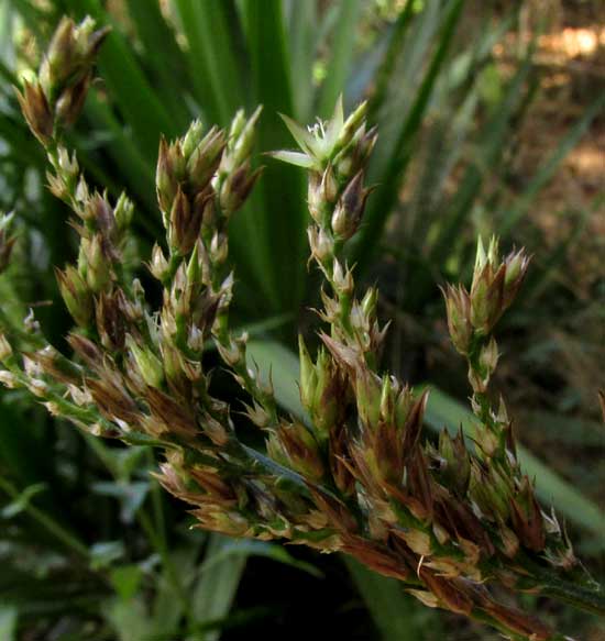 CELOSIA VIRGATA, flowering spike